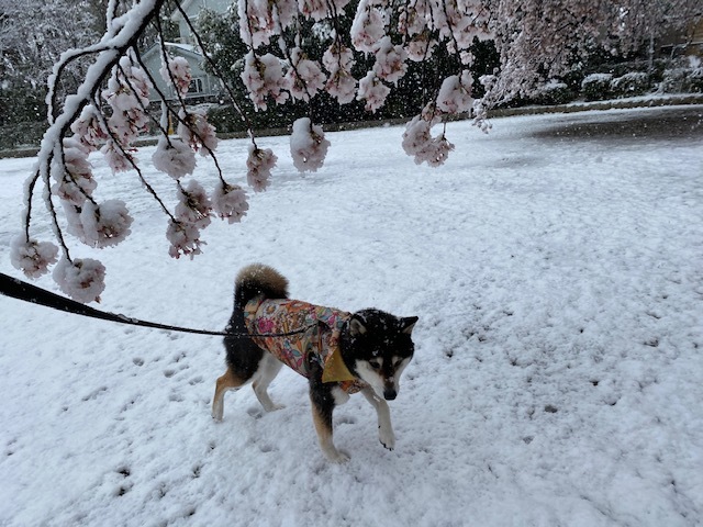 あいつ今何してる?(卒業犬猫たち)_f0242002_15312366.jpeg