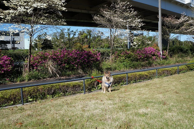 あいつ今何してる?(卒業犬猫たち)_f0242002_15324093.jpg