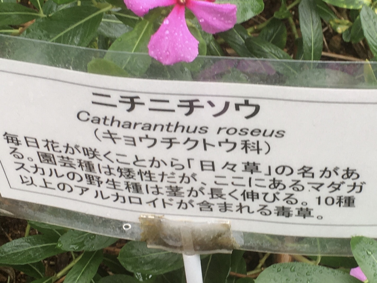 今のバイオリウム キョウチクトウ科の花 Daisy Bee の多肉でガーデニング