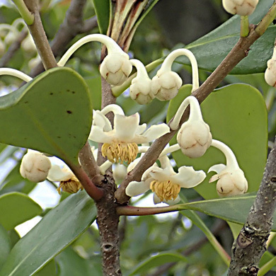 モッコクの花 樹木見て歩き