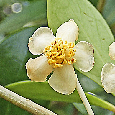 モッコクの花 樹木見て歩き