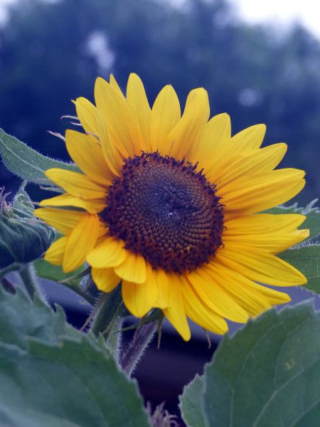 綱島 花風景 点描 In One S True Colors 綱島 花風景 点描 In One S True Colors