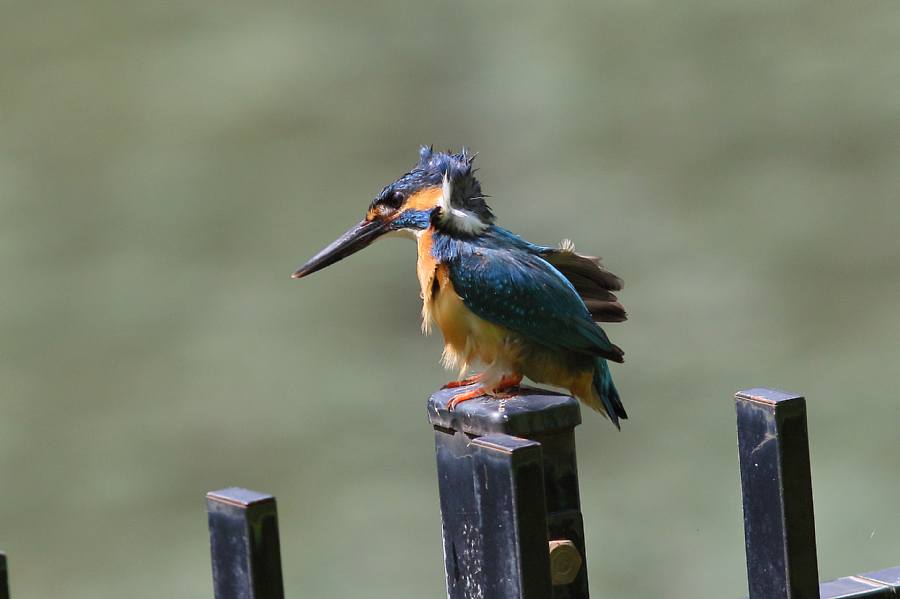 カワセミ 親と幼鳥_e0077041_21524249.jpg