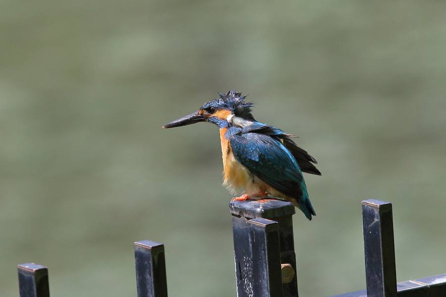 カワセミ 親と幼鳥_e0077041_21531177.jpg