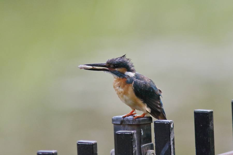 カワセミ 親と幼鳥_e0077041_21542034.jpg