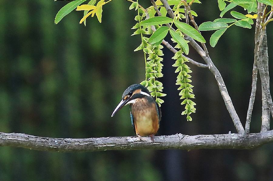カワセミ 親と幼鳥_e0077041_2155187.jpg