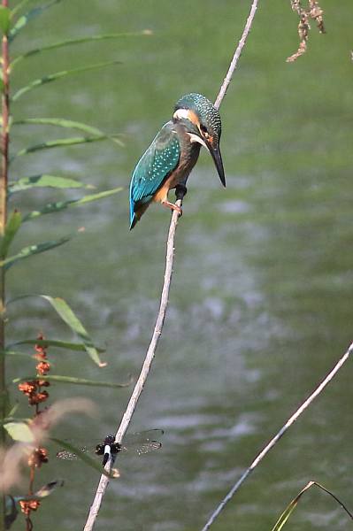 カワセミ 親と幼鳥_e0077041_215612100.jpg