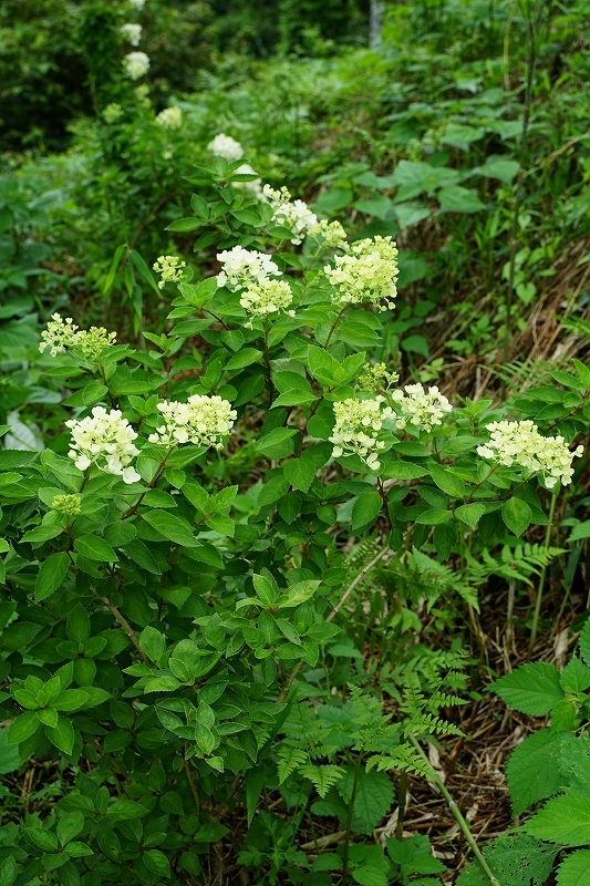 ノリウツギ ボブシェル 花卉植栽備忘録