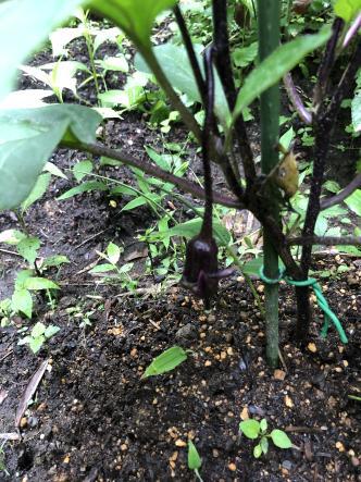 売れ残りの苗をダメ元で買って植えた水茄子_c0341450_15590153.jpg