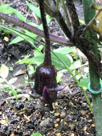 売れ残りの苗をダメ元で買って植えた水茄子_c0341450_15590945.jpg