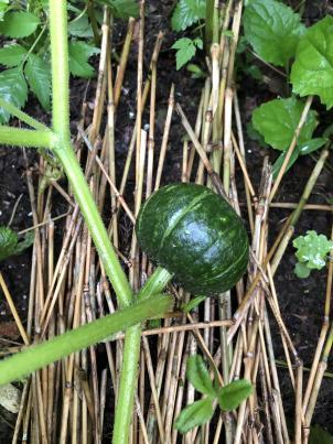 売れ残りの苗をダメ元で買って植えた水茄子_c0341450_16124828.jpg