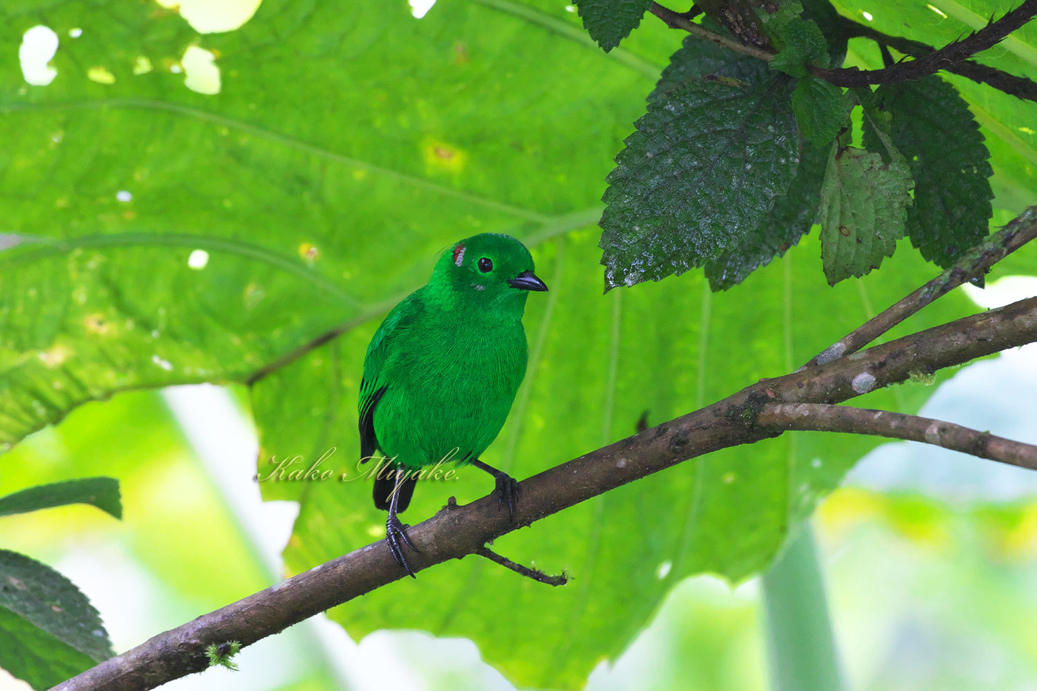 エメラルドフウキンチョウ Glistening Green Tanager エクアドル探鳥旅行記 ぼちぼち と 野鳥大好き O