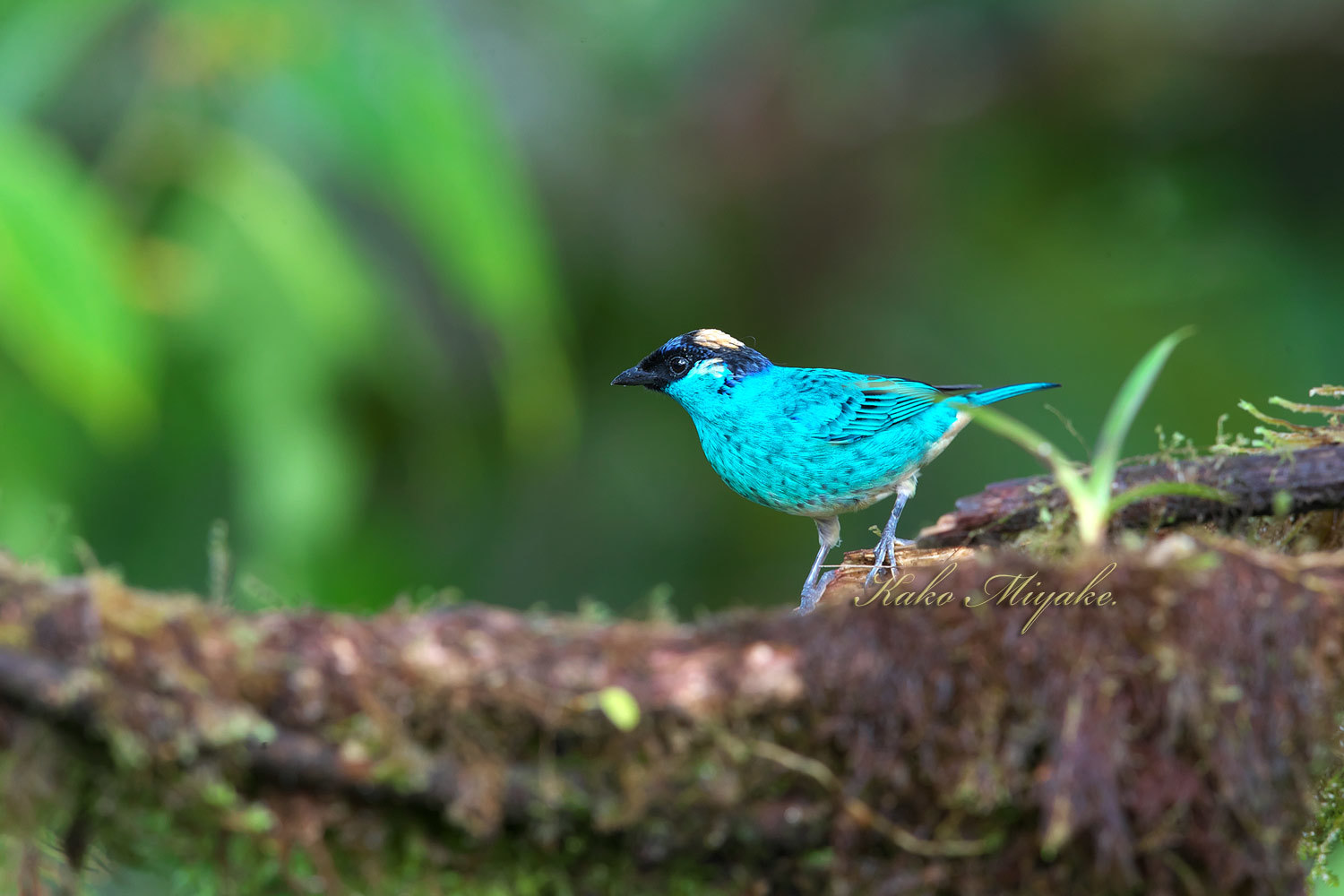 キンエリフウキンチョウ Golden Naped Tanager エクアドル探鳥旅行記 ぼちぼち と 野鳥大好き O キンエリフウキンチョウ Golden Naped Tanager エクアドル探鳥旅行記 ぼちぼち と 野鳥大好き O