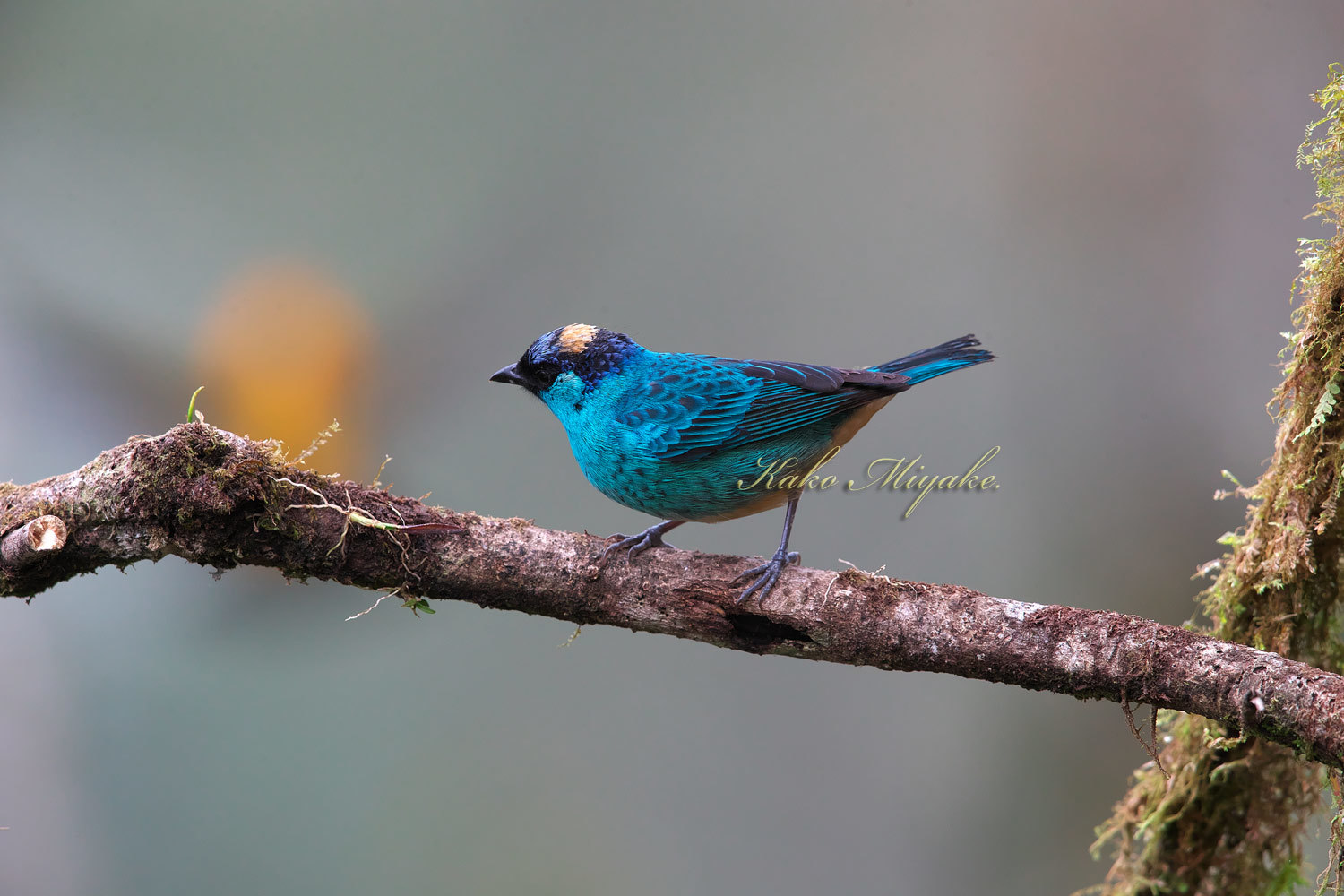 キンエリフウキンチョウ Golden Naped Tanager エクアドル探鳥旅行記 ぼちぼち と 野鳥大好き O