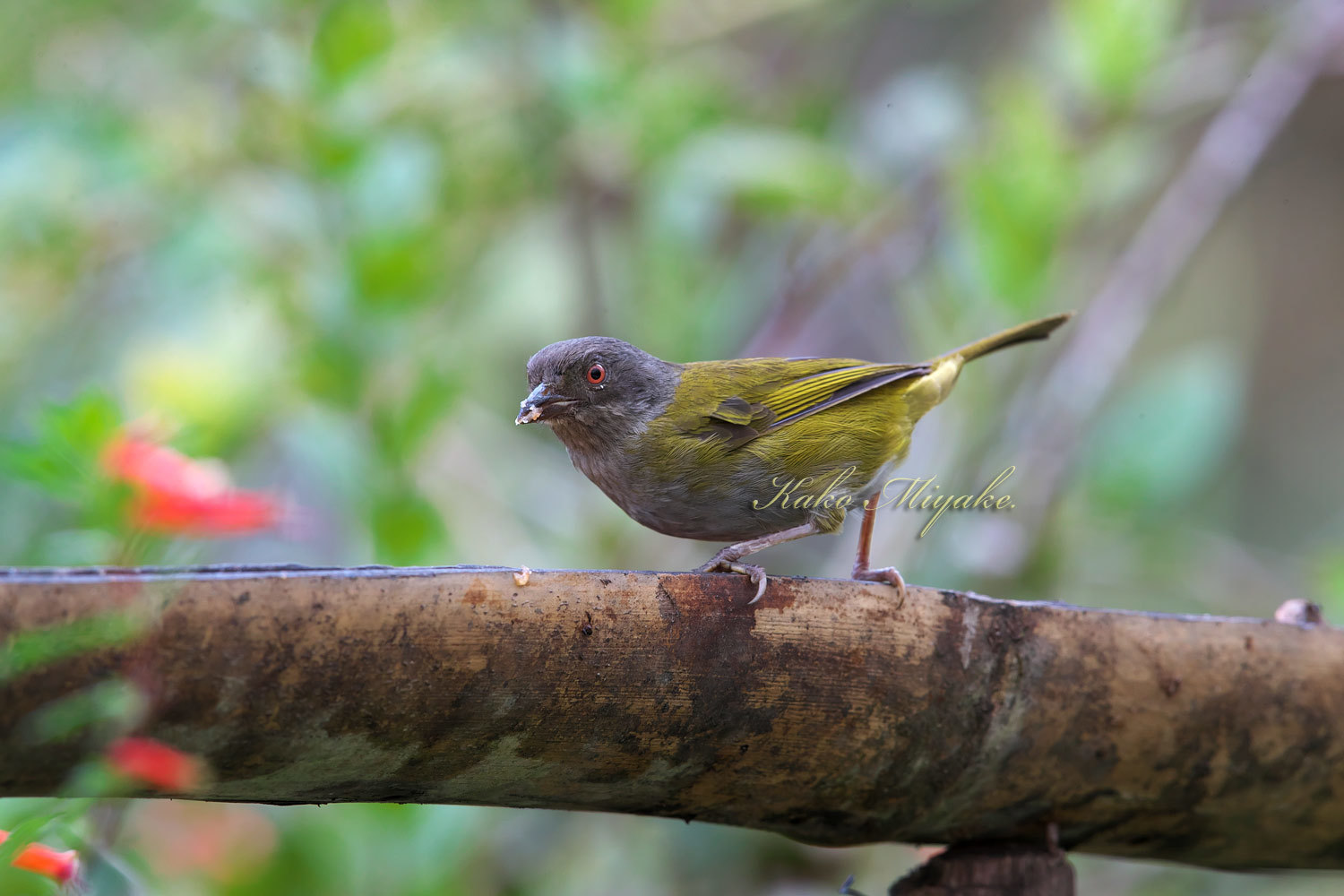 チャバラヤブフウキンチョウ Dusky Bush Tanager エクアドル探鳥旅行記 ぼちぼち と 野鳥大好き O