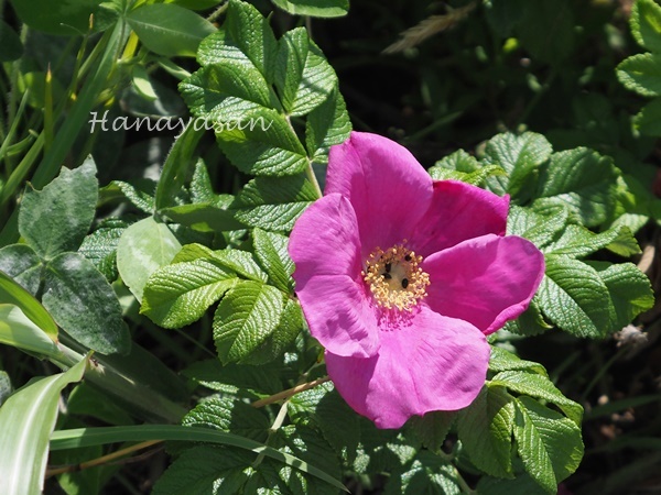 ハマナスの丘公園の花達 こもれびの森 ハマナスの丘公園の花達 こもれびの森