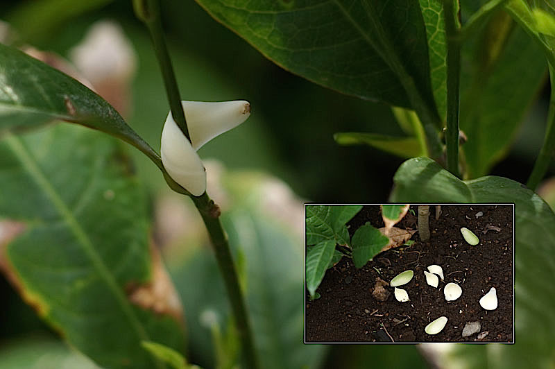 白玉木蓮　トキワレンゲ　植木 GKZ植物事典・シラタマモクレン