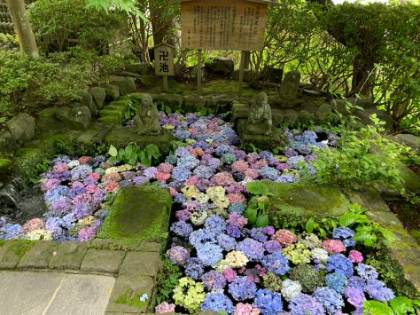 長谷寺の紫陽花。_a0112393_10511628.jpg