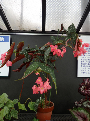 ベゴニア展 は明日まで 手柄山温室植物園ブログ 山の上から花だより