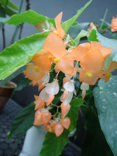 ベゴニア展 は明日まで 手柄山温室植物園ブログ 山の上から花だより ベゴニア展 は明日まで 手柄山温室植物園ブログ 山の上から花だより
