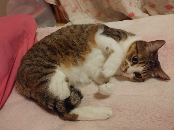 あいつ今何してる?(卒業犬猫たち)_f0242002_13342991.jpg