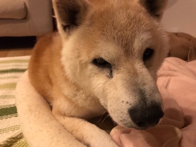 あいつ今何してる?(卒業犬猫たち)_f0242002_13345458.jpg