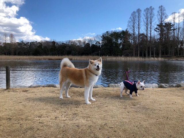 あいつ今何してる?(卒業犬猫たち)_f0242002_13411229.jpg