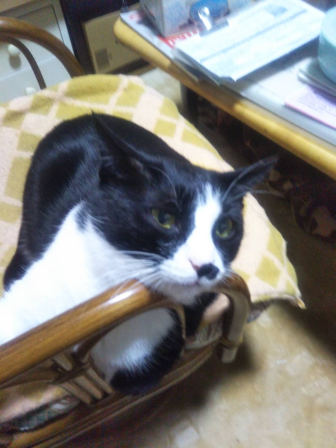 あいつ今何してる?(卒業犬猫たち)_f0242002_13412473.jpg