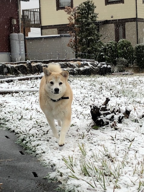 あいつ今何してる?(卒業犬猫たち)_f0242002_13413139.jpg