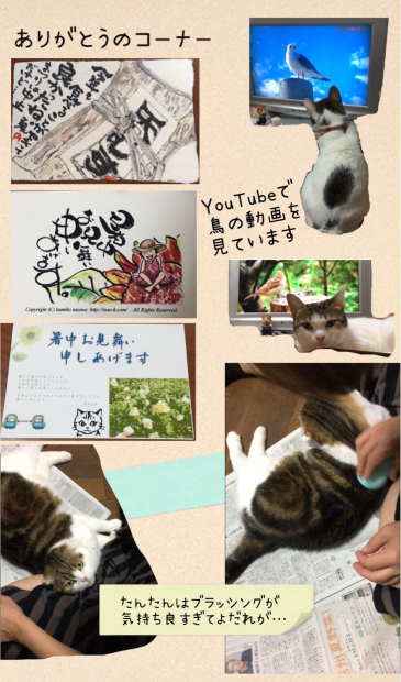 マリーゴールド たんたんいこちゃんもずくちゃん_f0375804_08150929.jpg