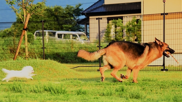 食べたいと思う気持ち_d0360206_20552903.jpg