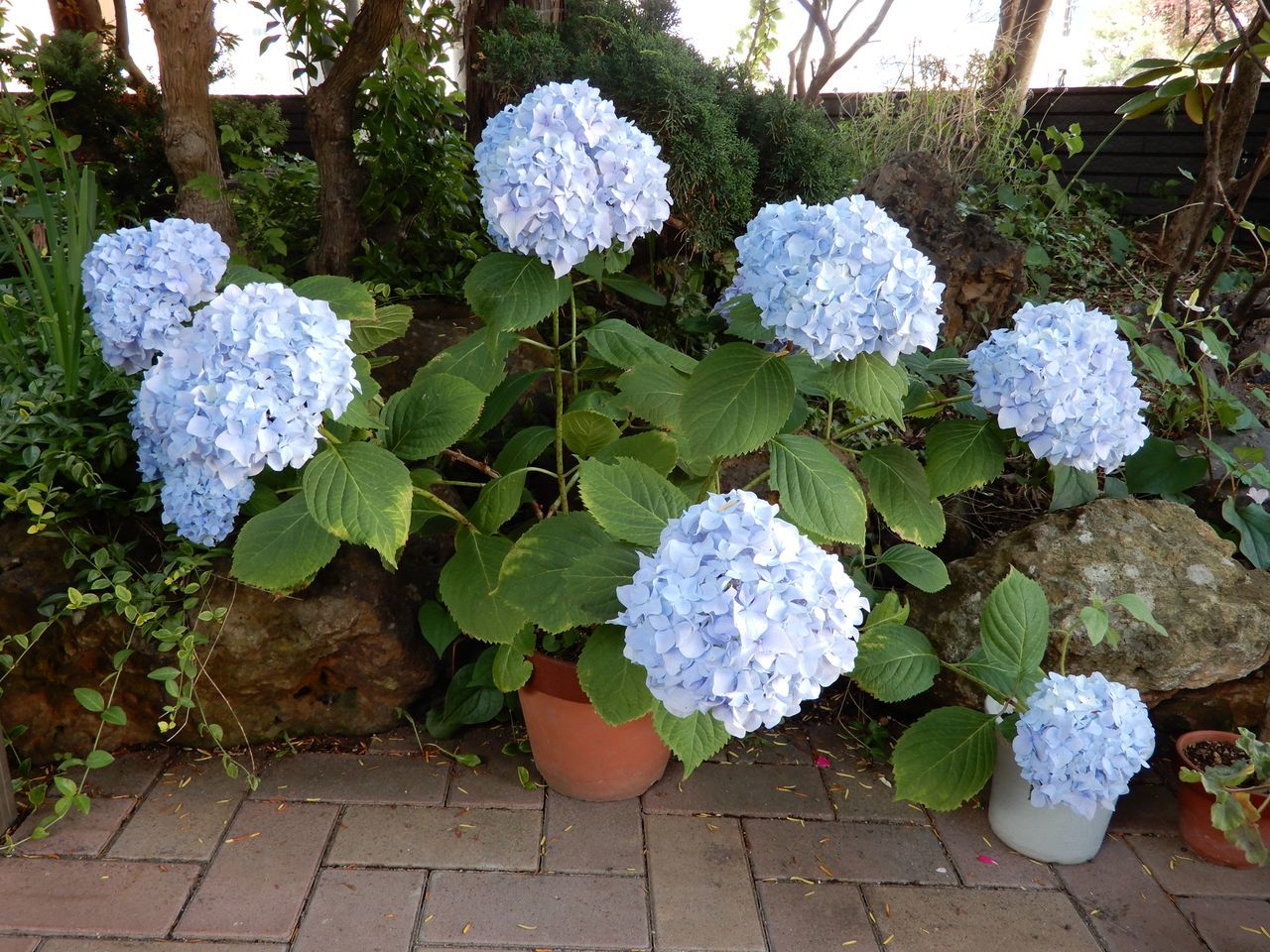 夏も花の季節_c0025115_21290910.jpg