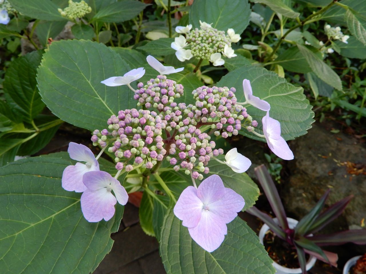 夏も花の季節_c0025115_21291514.jpg