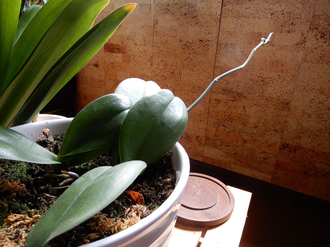 夏も花の季節_c0025115_21320120.jpg
