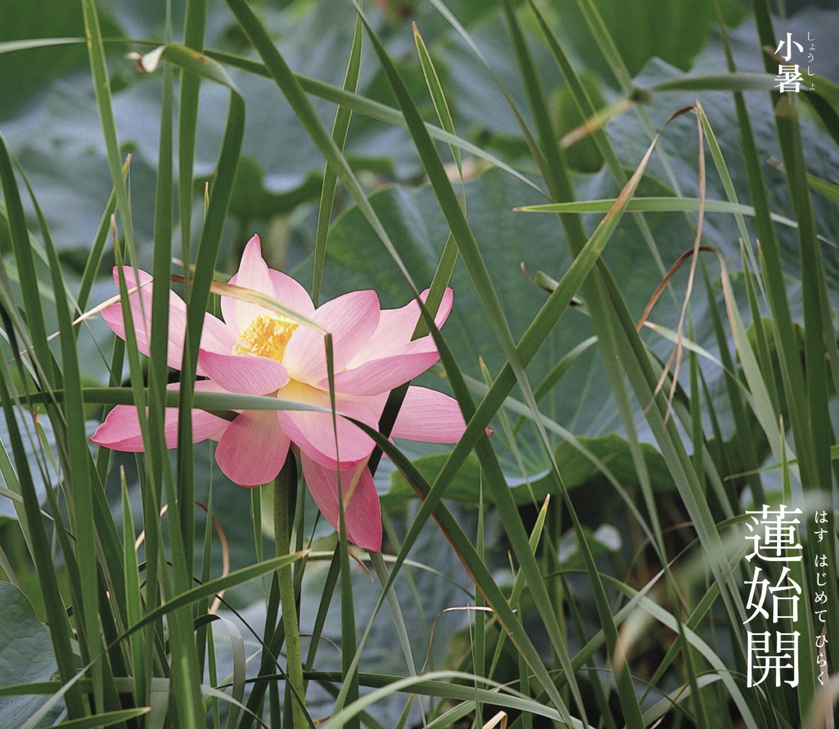 夏も花の季節_c0025115_21355072.jpg