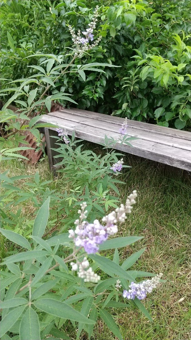 ミョウガ 収穫 ミョウガ 茗荷 の特徴と育て方 収穫時期と方法は