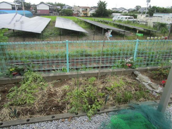 梅雨の合間に庭木の剪定を ハワイアンの部屋