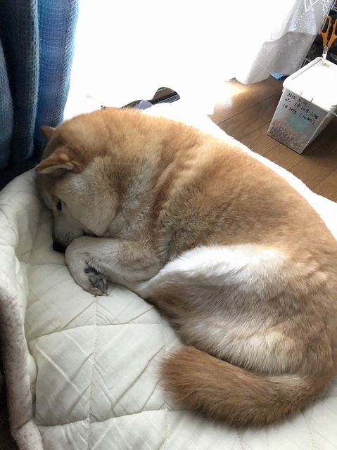 ねる犬_e0374932_09471355.jpg