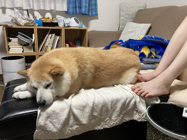 ねる犬_e0374932_09471775.jpg