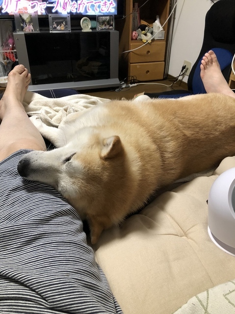 ねる犬_e0374932_09471916.jpg