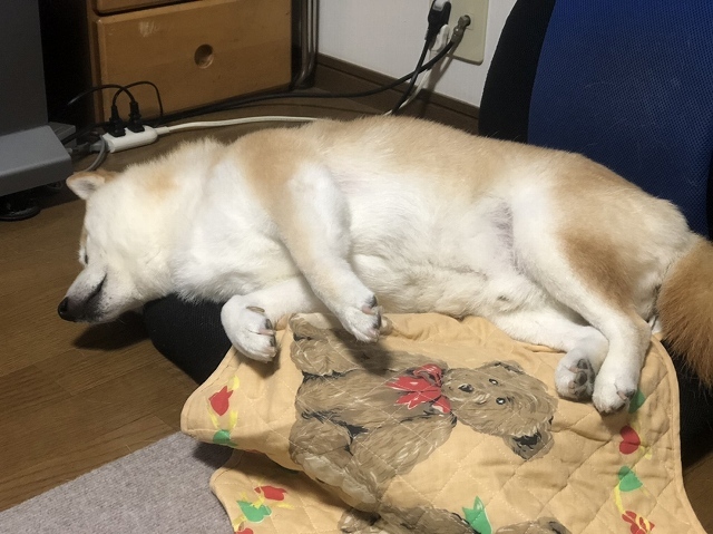 ねる犬_e0374932_09472284.jpg