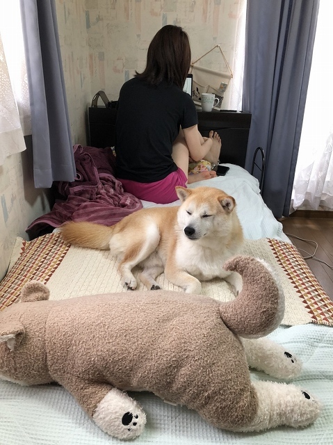 ねる犬_e0374932_09472576.jpg
