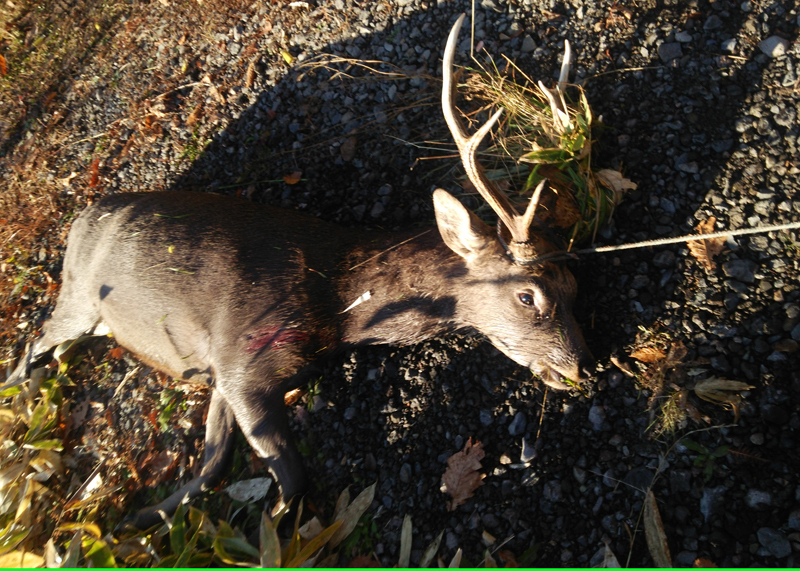 2014年10月北海道 蝦夷鹿猟3日目 散弾銃での最長狙撃記録220m ぐり高原の食卓