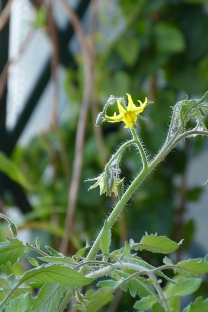 変な トマトの花 光と影をおいかけて