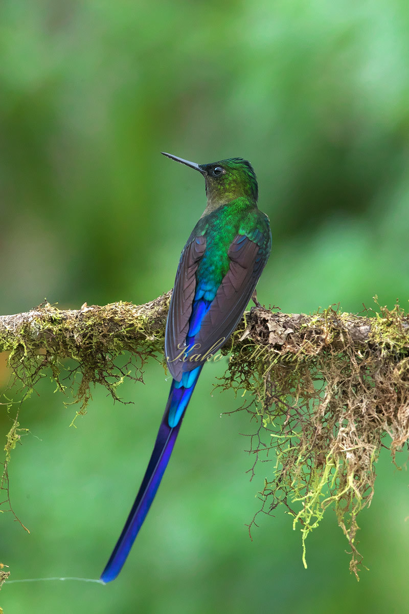 ムラサキフタオハチドリ（Violet-tailed Sylph ）② ＃41
