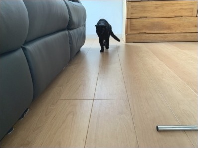 なんですか? その2_b0300759_09070316.jpeg