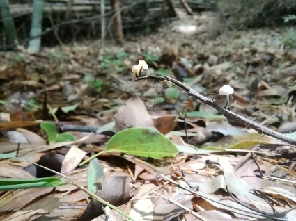 きのこ図鑑…_b0368362_14583752.jpg
