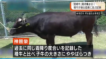 宮崎牛種牛 過去最高の品質記録 ほぼてっちゃんの日記