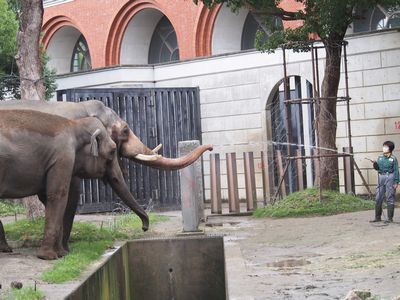 ズーラシア動物園(１)　ゾウ、サル、クマ_b0112263_14033558.jpg