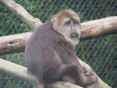 ズーラシア動物園(１)　ゾウ、サル、クマ_b0112263_14035067.jpg